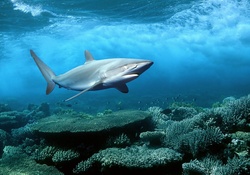 Shark Underwater