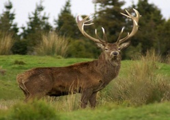 big red stag