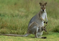 Mama and Baby Kangaroo