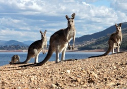 Kangaroos on a Beach