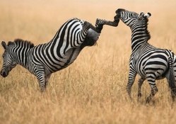 the zebra version of an uppercut
