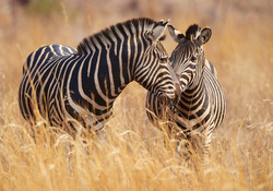 *** Zebras ***