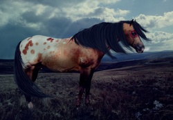 Appy war horse