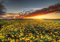Virginia Wildflower Sunset