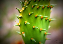 Gentle Cactus
