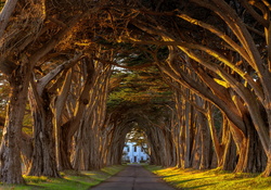 Cypress Tree Tunnel, California