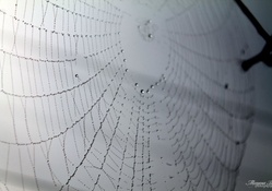 Dew Covered Spiderweb