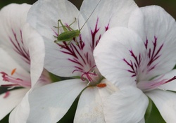 Sauterelle Orchid