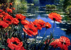 Red Poppies by the Pond F1